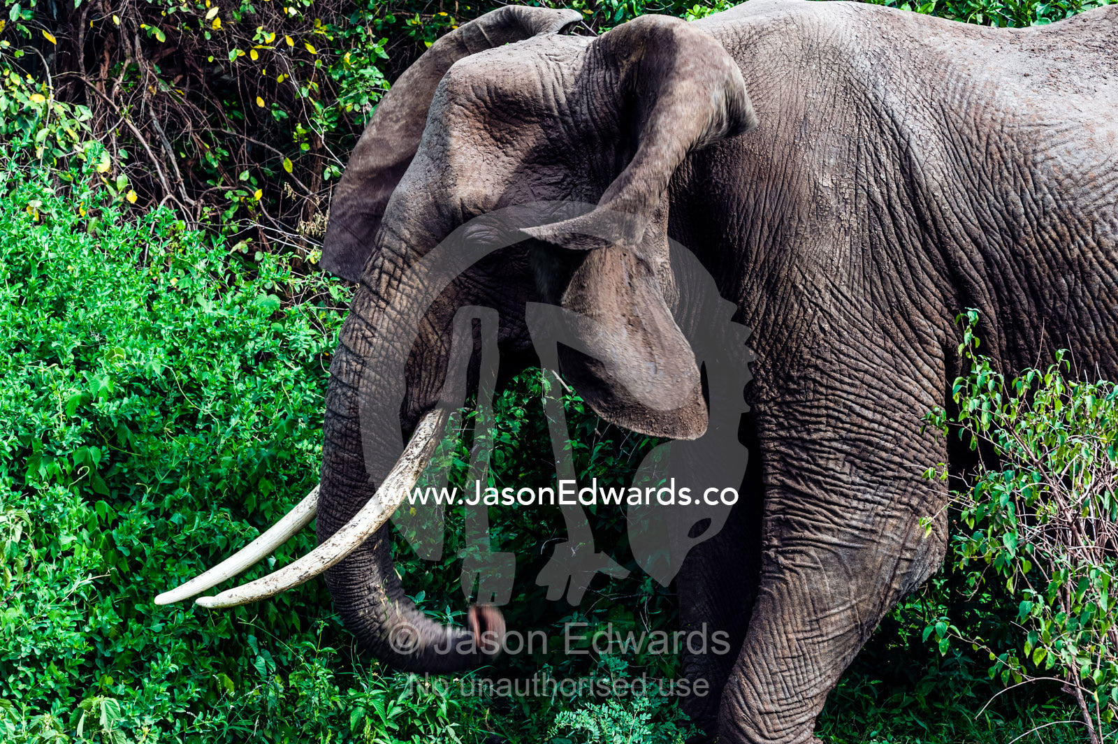 An African Elephant feeding on foliage in an evergreen forest clearing flaps his ears. Lake Manyara National Park, Arusha Region, Tanzania.