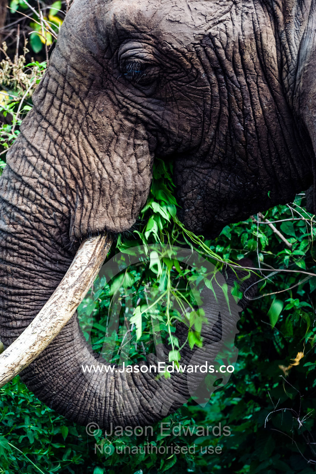 An African Elephant feeding on foliage in an evergreen forest clearing. Lake Manyara National Park, Arusha Region, Tanzania.