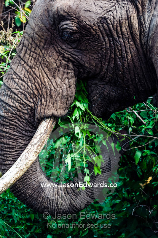 An African Elephant feeding on foliage in an evergreen forest clearing. Lake Manyara National Park, Arusha Region, Tanzania.