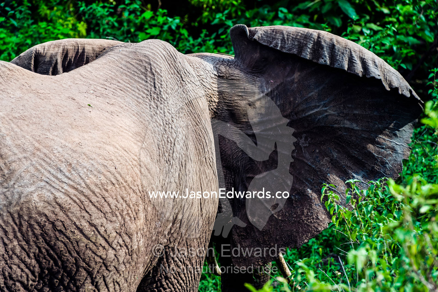 An African Elephant uses its large ears to help thermoregulate its body temperature. Lake Manyara National Park, Arusha Region, Tanzania.