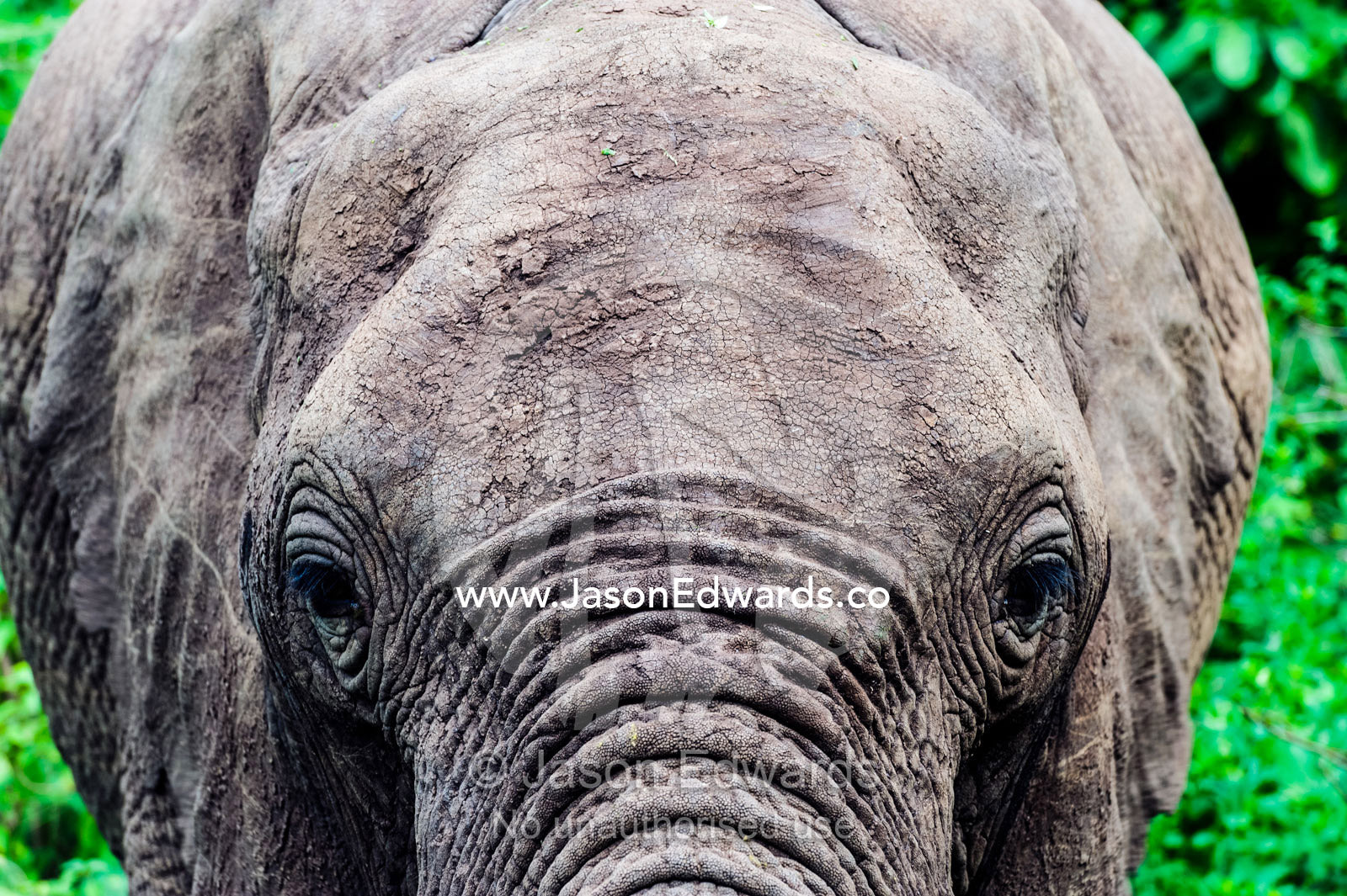 The wrinkled leathery hide on the nose and eyes of an African Elephant in an evergreen forest. Lake Manyara National Park, Arusha Region, Tanzania.