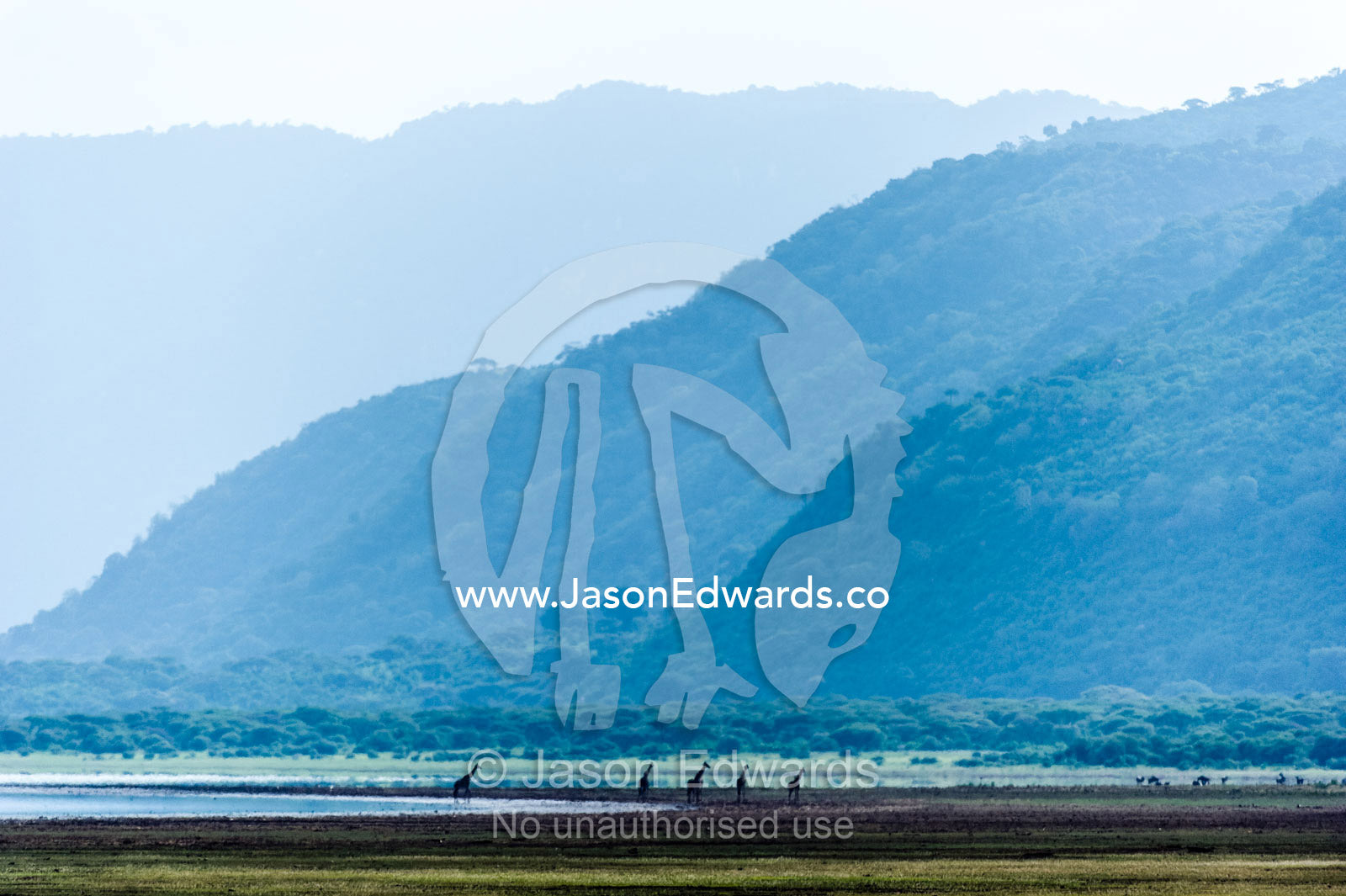 A herd of Giraffe walking along the shore of soda lake in a wide valley. Lake Manyara National Park, Arusha Region, Tanzania.