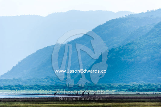 A herd of Giraffe walking along the shore of soda lake in a wide valley. Lake Manyara National Park, Arusha Region, Tanzania.