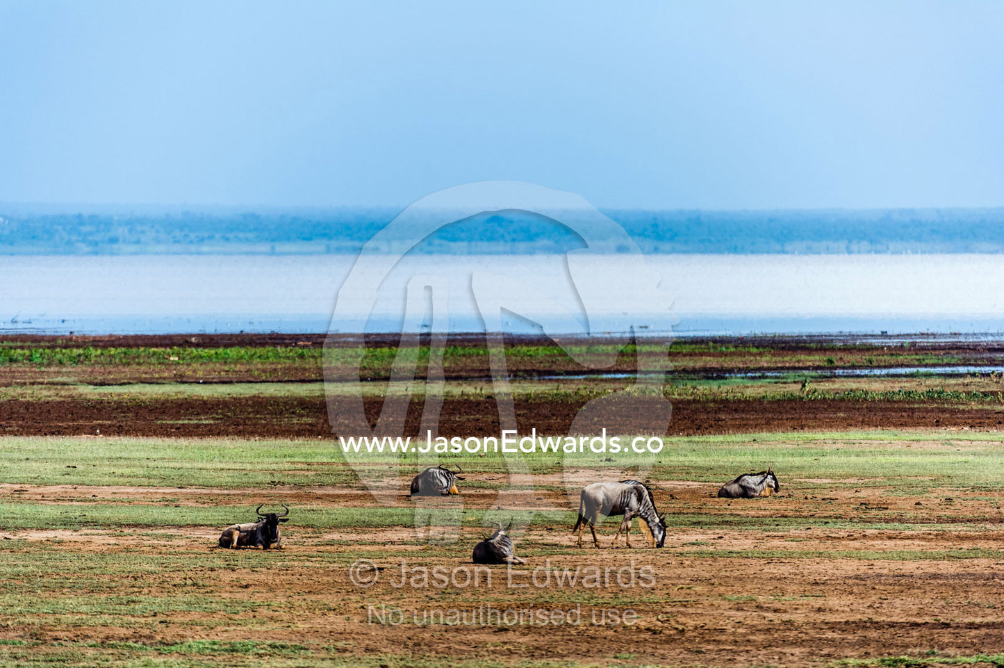 Blue Wildebeest grazing and resting on the shore of a wide soda lake. Lake Manyara National Park, Arusha Region, Tanzania.