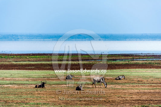 Blue Wildebeest grazing and resting on the shore of a wide soda lake. Lake Manyara National Park, Arusha Region, Tanzania.