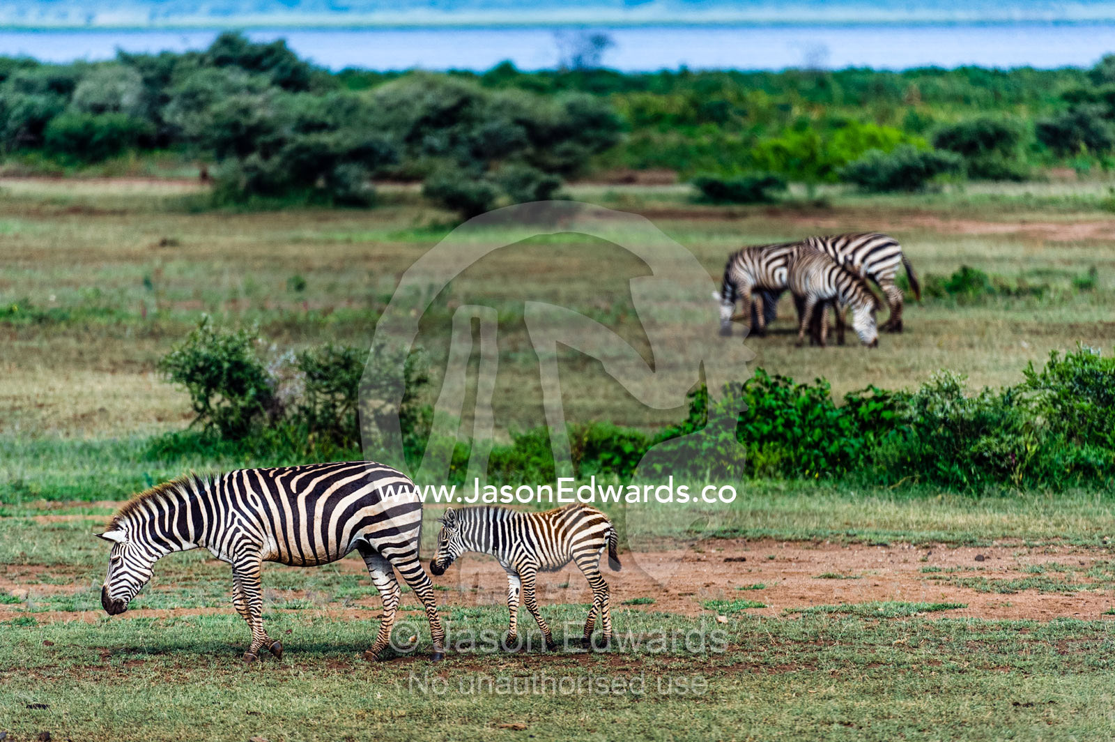 A Zebra foal follows its mother over a flat plain next to a soda lake. Lake Manyara National Park, Arusha Region, Tanzania.