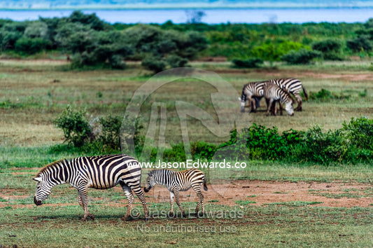 A Zebra foal follows its mother over a flat plain next to a soda lake. Lake Manyara National Park, Arusha Region, Tanzania.