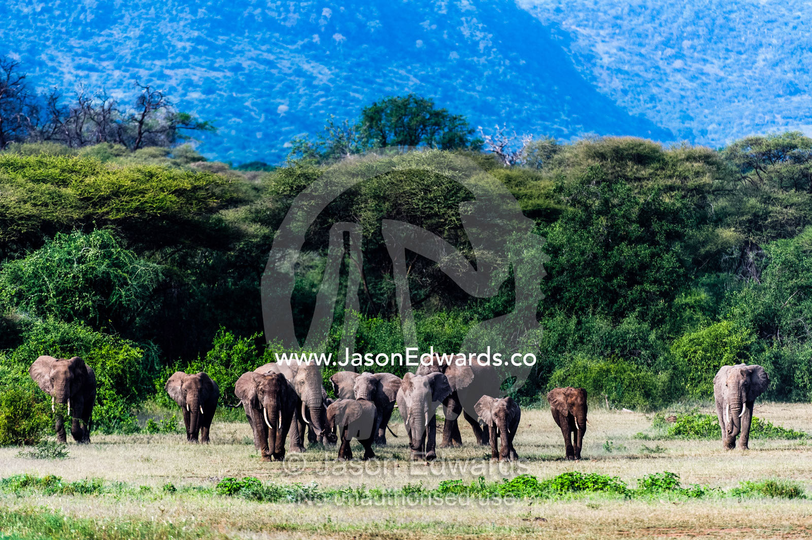 A herd of African Elephants migrating from the forest to the open savannah plain. Lake Manyara National Park, Arusha Region, Tanzania.
