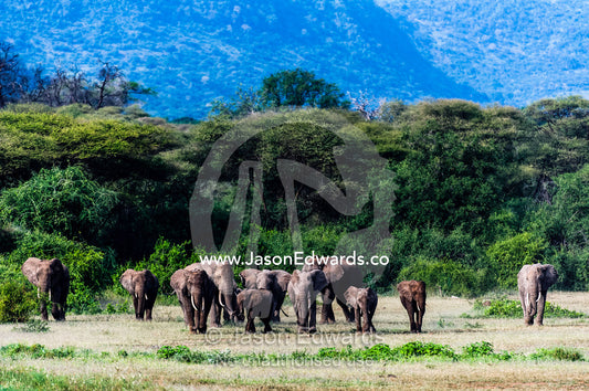 A herd of African Elephants migrating from the forest to the open savannah plain. Lake Manyara National Park, Arusha Region, Tanzania.