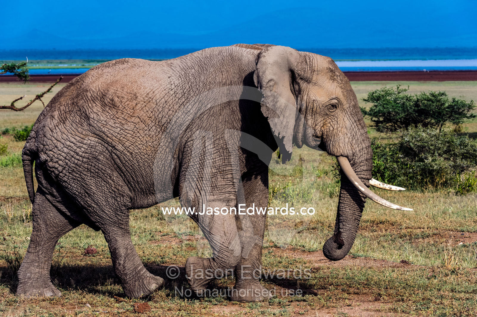 An African Elephant crossing a wide plain on the shore of a soda lake. Lake Manyara National Park, Arusha Region, Tanzania.