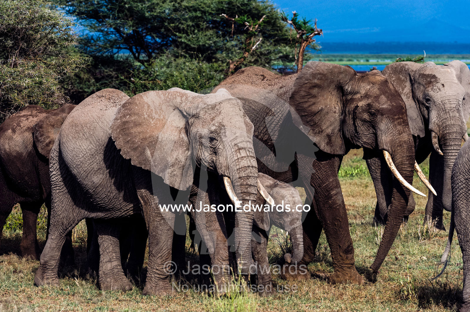 A herd of African Elephants and calf crossing a wide plain on the shore of a soda lake. Lake Manyara National Park, Arusha Region, Tanzania.