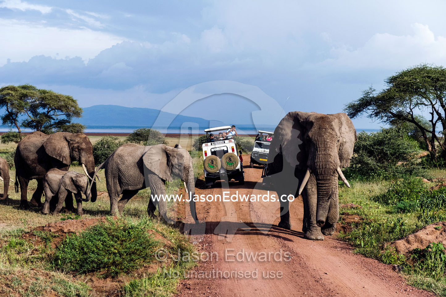 A herd of African Elephants and calf crossing a road between tourist safari vehicles. Lake Manyara National Park, Arusha Region, Tanzania.