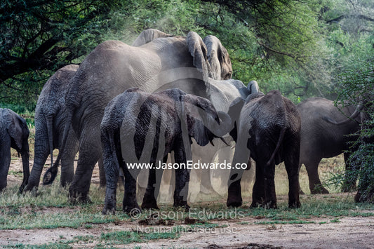 African Elephant calves follow the herd through a dusty acacia woodland. Lake Manyara National Park, Arusha Region, Tanzania.