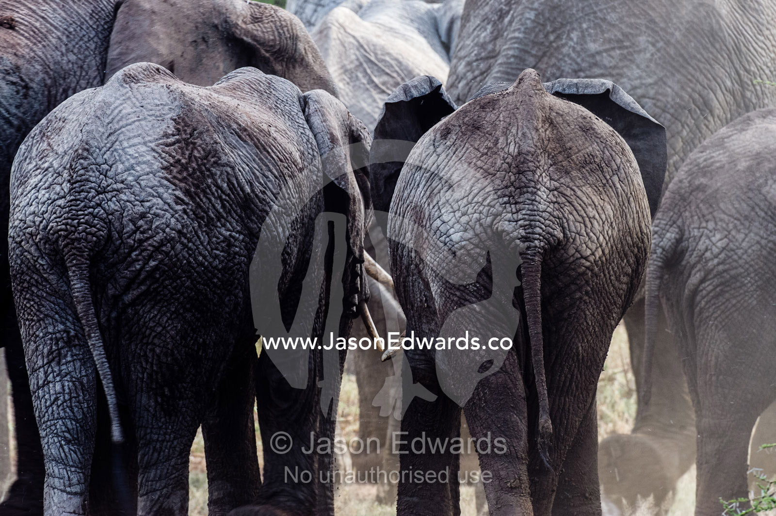 The wrinkled, leathery hide on the dusty rumps and tails of an African Elephant herd. Lake Manyara National Park, Arusha Region, Tanzania.