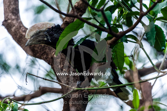 A Silvery-cheeked Hornbill roosting in the canopy of an evergreen forest. Lake Manyara National Park, Arusha Region, Tanzania.