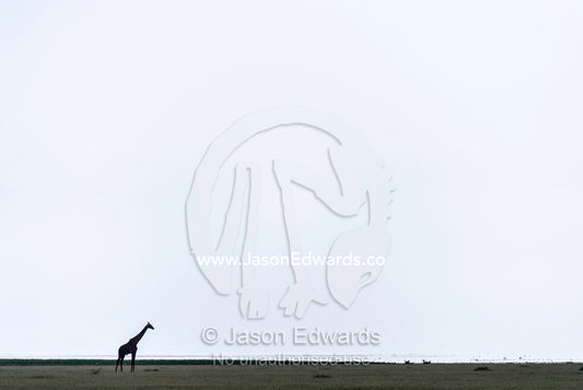 A solitary giraffe silhouette on the vast floodplain of a soda lake at midday. Lake Manyara National Park, Arusha Region, Tanzania.