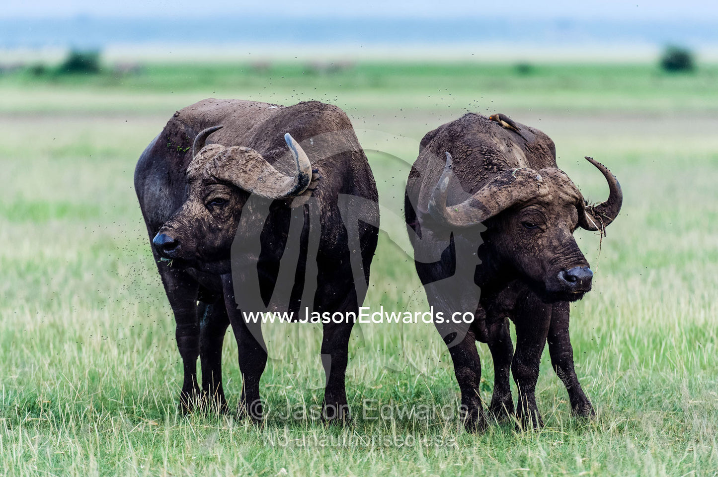 A pair of old male African Buffalo on a grassy floodplain near a soda lake. Lake Manyara National Park, Arusha Region, Tanzania, Africa.