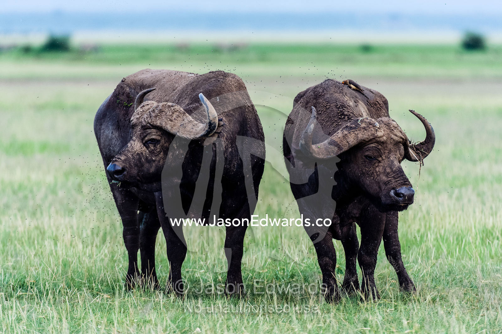 A pair of old male African Buffalo on a grassy floodplain near a soda lake. Lake Manyara National Park, Arusha Region, Tanzania, Africa.