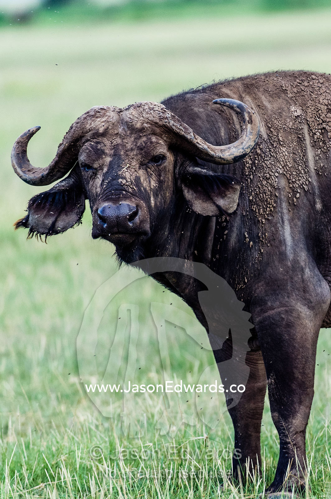 The mud-caked, beaten and battered face of an old African Buffalo. Lake Manyara National Park, Arusha Region, Tanzania, Africa.