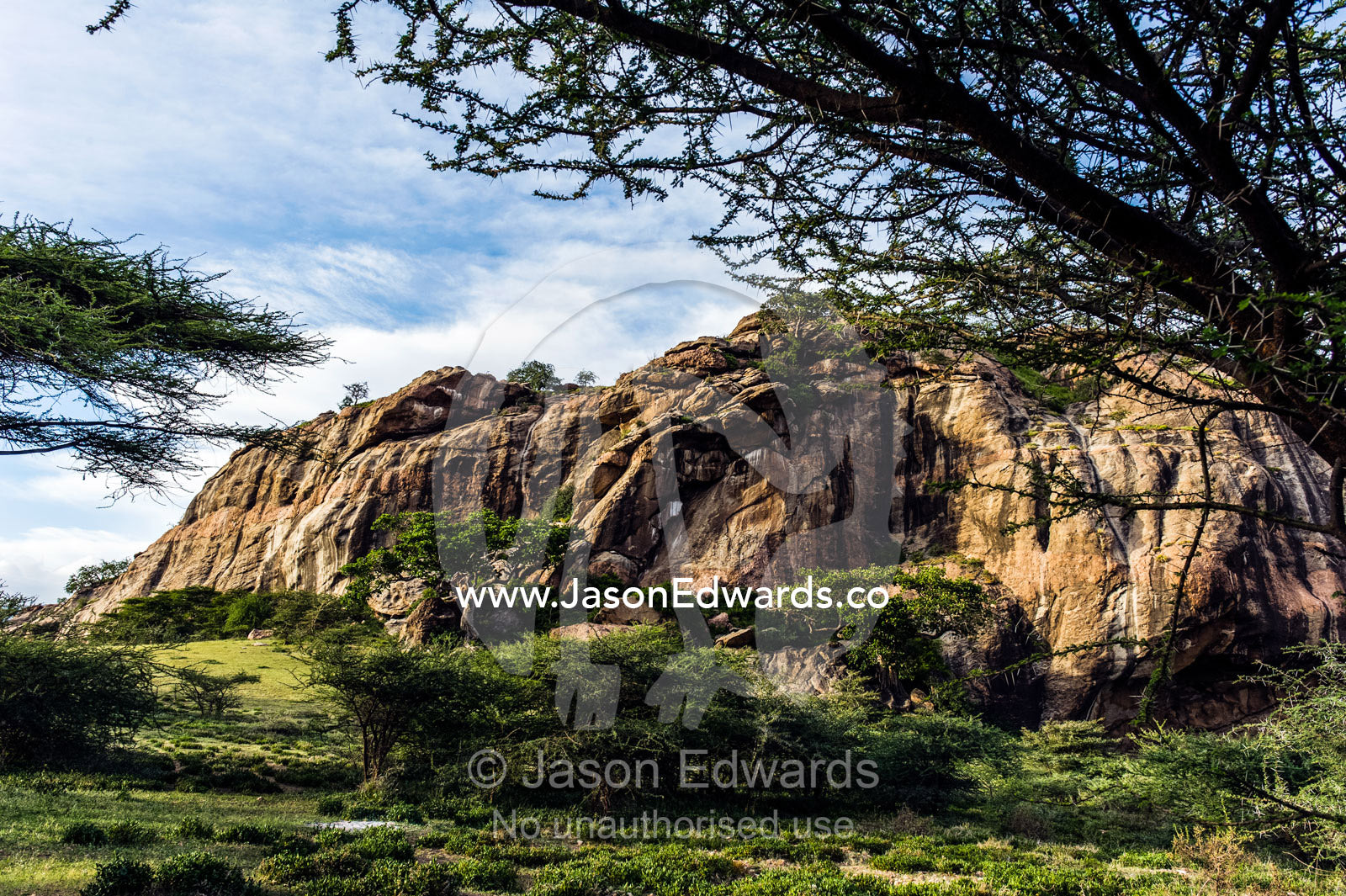 An enormous rock outcrop on the savannah surrounded by a stand of Acacia trees. Arusha, Nasera Rock, Angata Kiti Valley, Ngorongoro Conservation Area, Crater Highlands, Tanzania.