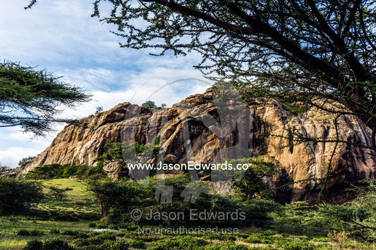 An enormous rock outcrop on the savannah surrounded by a stand of Acacia trees. Arusha, Nasera Rock, Angata Kiti Valley, Ngorongoro Conservation Area, Crater Highlands, Tanzania.