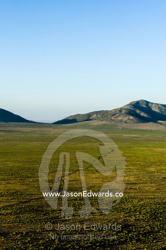 Vehicle tracks winding their across a vast savannah valley floor toward distant mountains. Arusha, Nasera Rock, Angata Kiti Valley, Ngorongoro Conservation Area, Crater Highlands, Tanzania.