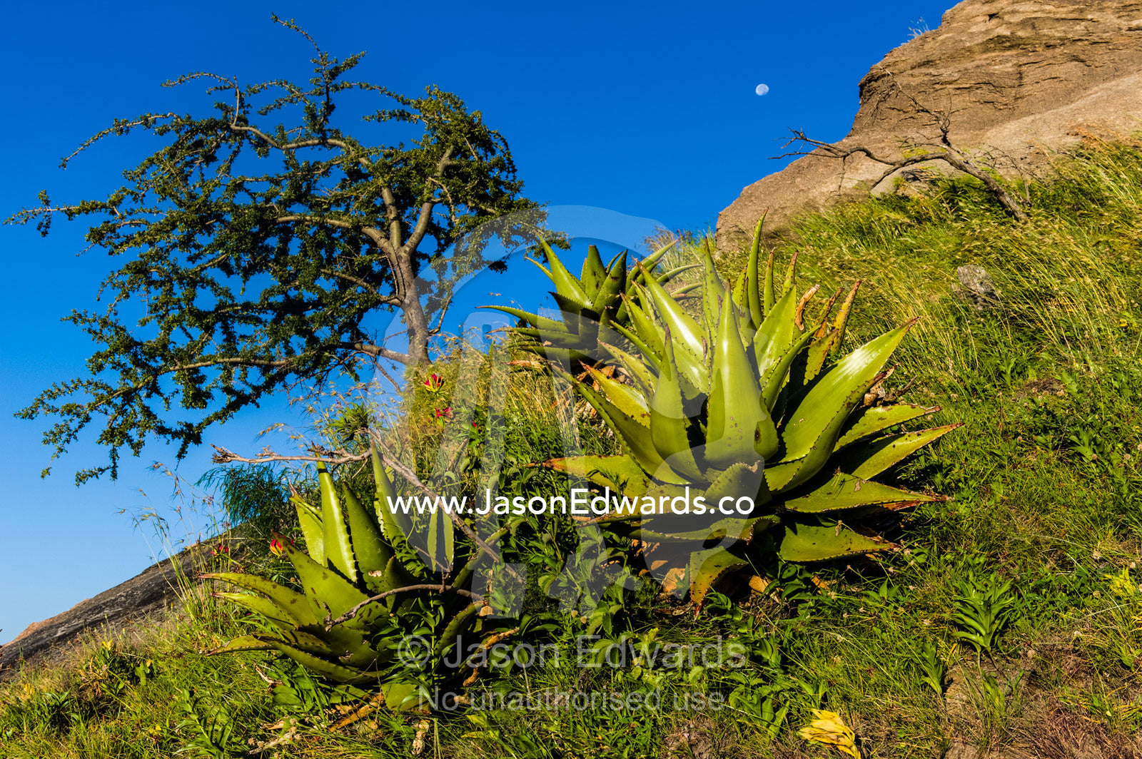 The fleshy leaves of Euphorbia succulents congregating on a rocky slope. Arusha, Nasera Rock, Angata Kiti Valley, Ngorongoro Conservation Area, Crater Highlands, Tanzania.