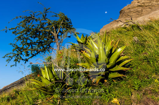 The fleshy leaves of Euphorbia succulents congregating on a rocky slope. Arusha, Nasera Rock, Angata Kiti Valley, Ngorongoro Conservation Area, Crater Highlands, Tanzania.