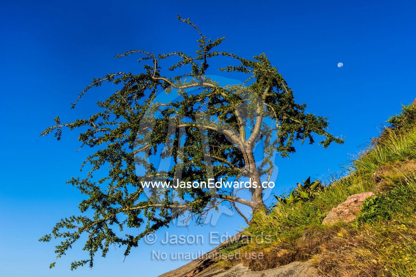 An evergreen tree sprouting from a steep rocky slope in the howling wind. Arusha, Nasera Rock, Angata Kiti Valley, Ngorongoro Conservation Area, Crater Highlands, Tanzania.
