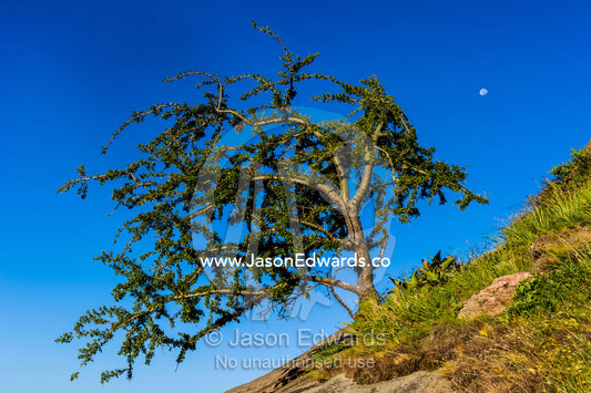 An evergreen tree sprouting from a steep rocky slope in the howling wind. Arusha, Nasera Rock, Angata Kiti Valley, Ngorongoro Conservation Area, Crater Highlands, Tanzania.