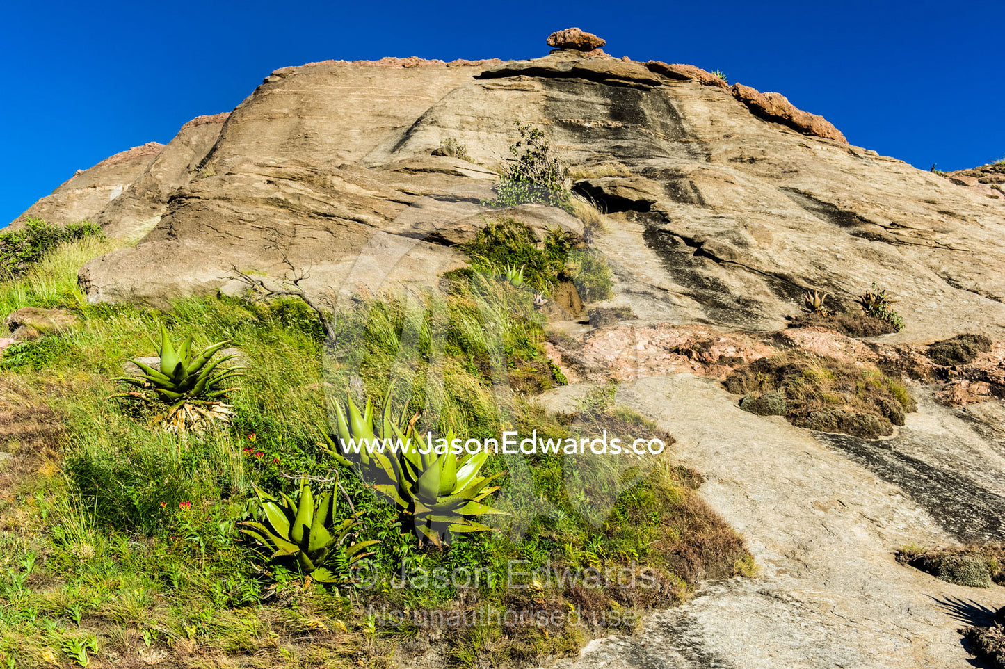 The fleshy leaves of Euphorbia succulents congregating on a rocky slope. Arusha, Nasera Rock, Angata Kiti Valley, Ngorongoro Conservation Area, Crater Highlands, Tanzania.