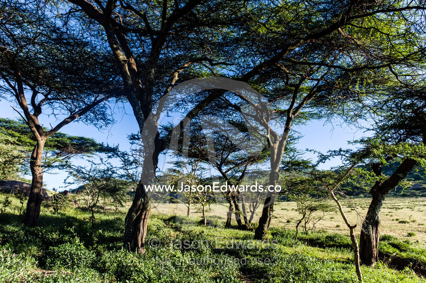 A shady Acacia woodland at the base of a rock outcrop provides shelter for wildlife. Arusha, Nasera Rock, Angata Kiti Valley, Ngorongoro Conservation Area, Crater Highlands, Tanzania.