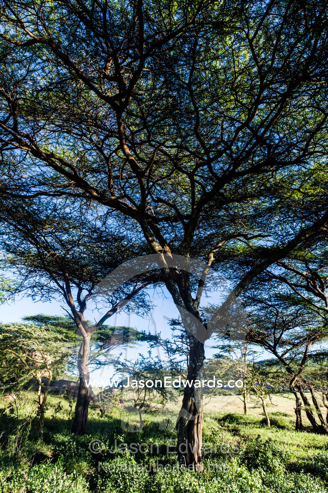 A shady Acacia woodland at the base of a rock outcrop provides shelter for wildlife. Arusha, Nasera Rock, Angata Kiti Valley, Ngorongoro Conservation Area, Crater Highlands, Tanzania.