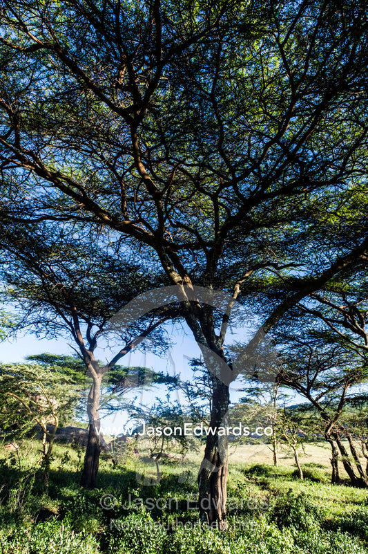 A shady Acacia woodland at the base of a rock outcrop provides shelter for wildlife. Arusha, Nasera Rock, Angata Kiti Valley, Ngorongoro Conservation Area, Crater Highlands, Tanzania.