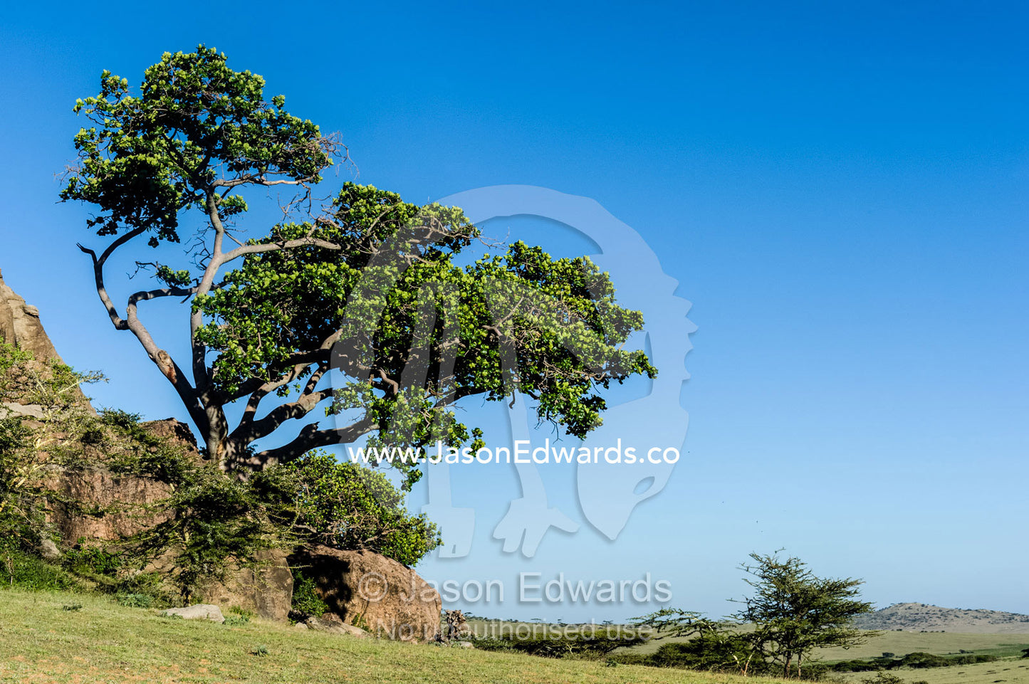 An enormous evergreen Rock Fig grows from the base of a rocky outcrop. Arusha, Nasera Rock, Angata Kiti Valley, Ngorongoro Conservation Area, Crater Highlands, Tanzania.