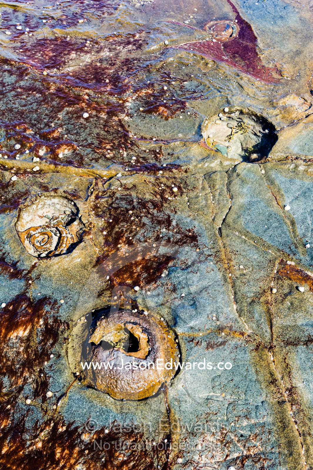 Low tide rock impressions from powerful adhesive Bull Kelp hold fasts. Wye River, Great Ocean Road, Victoria, Australia.