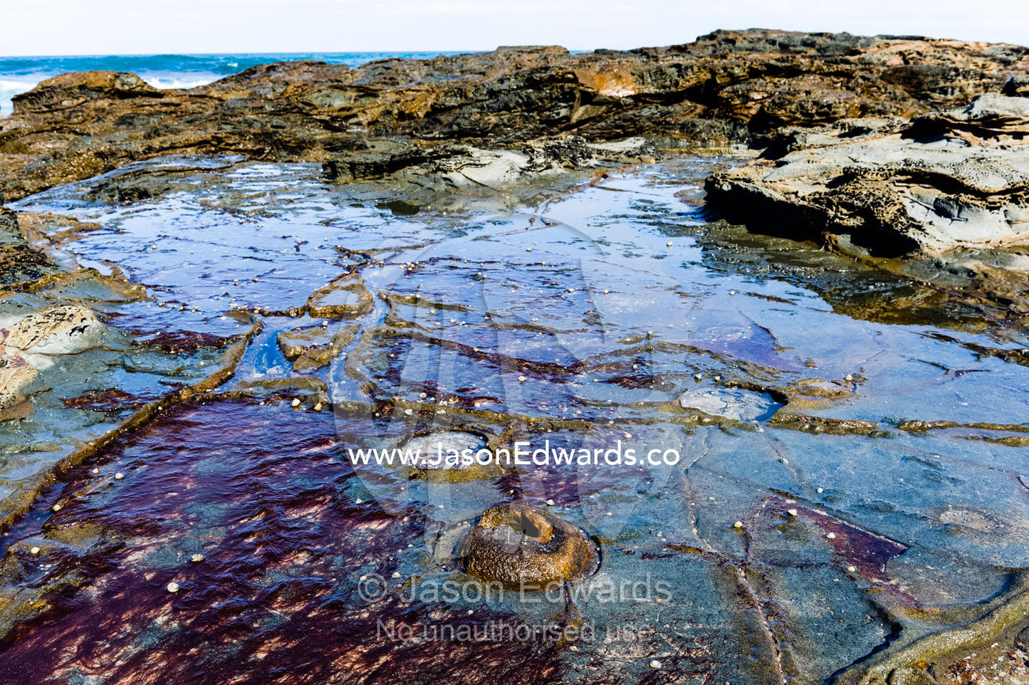 Low tide rock impressions from powerful adhesive Bull Kelp hold fasts. Wye River, Great Ocean Road, Victoria, Australia.