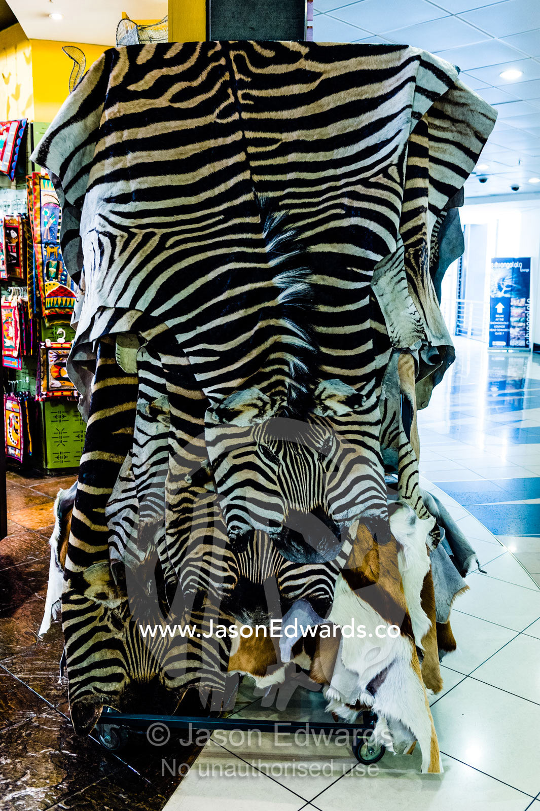 Striped Zebra skins on display for sale in an airport gift shop. O. R. Tambo International Airport, Johannesburg International Airport, Johannesburg, South Africa.