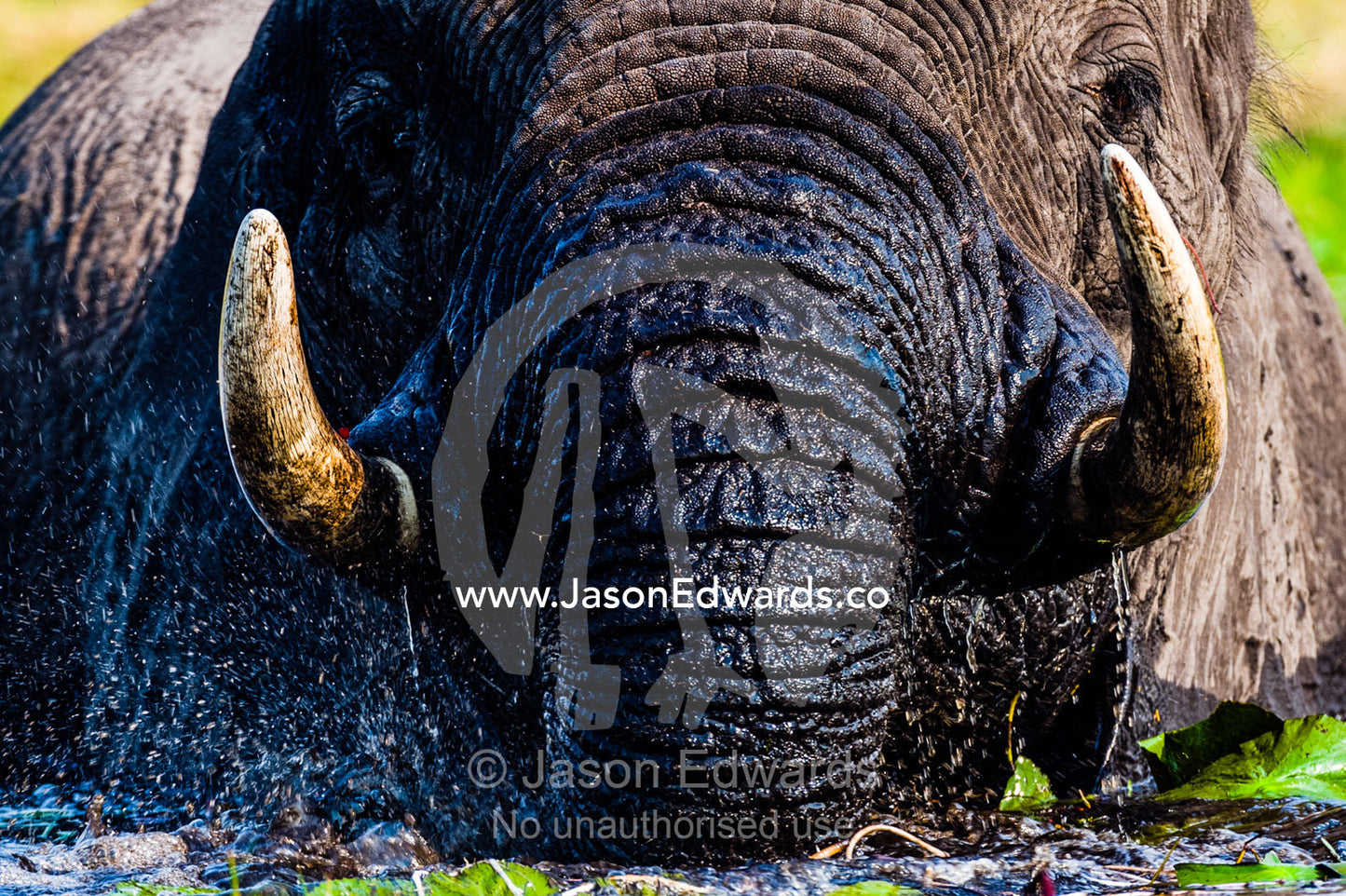 African Elephants pull up water plants to eat using tusks and trunk. Chobe River, Chobe National Park, Botswana.