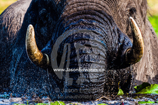 African Elephants pull up water plants to eat using tusks and trunk. Chobe River, Chobe National Park, Botswana.