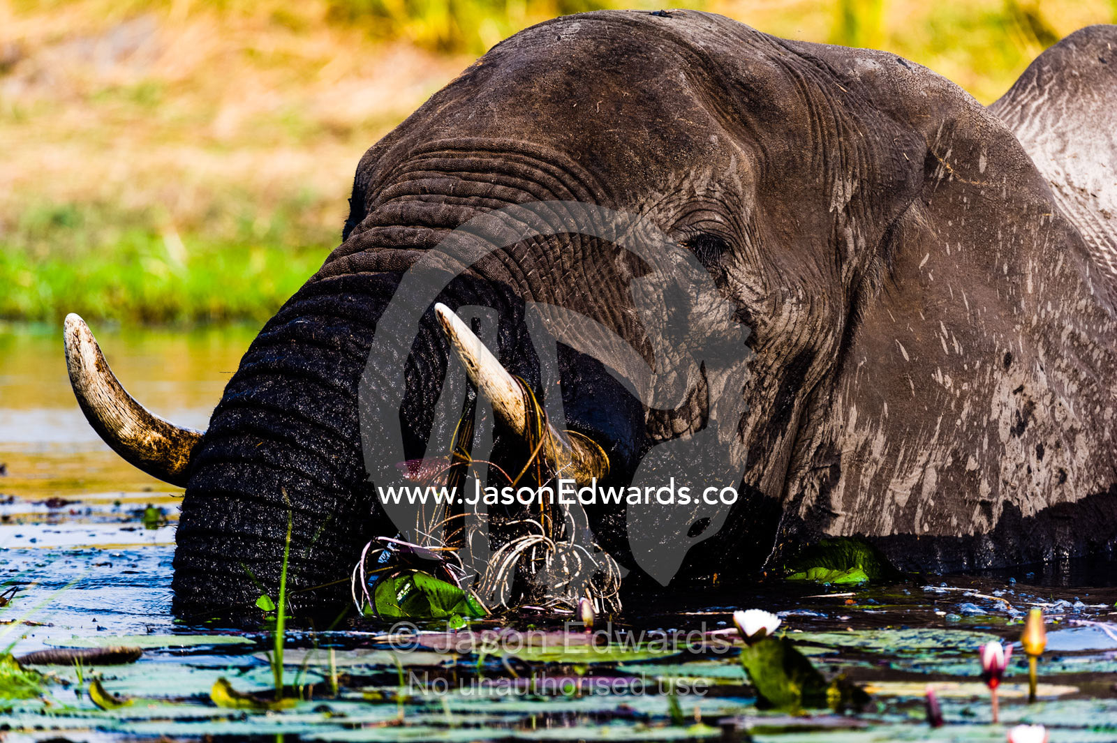 African Elephants pull up water plants to eat using tusks and trunk. Chobe River, Chobe National Park, Botswana.