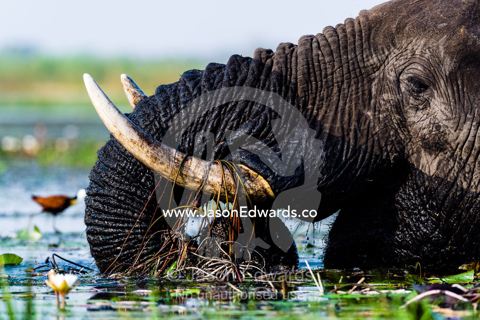 African Elephants pull up water plants to eat using tusks and trunk. Chobe River, Chobe National Park, Botswana.