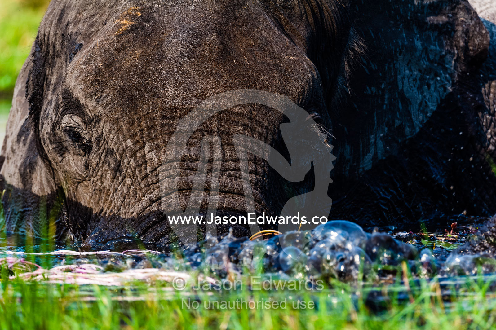 An African Elephant blowing bubbles with it's trunk in a wetland. Chobe River, Chobe National Park, Botswana.