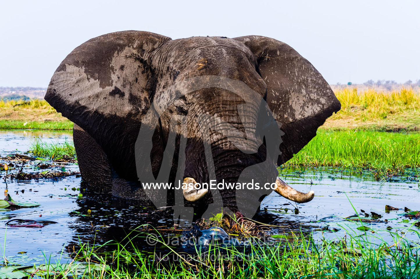 African Elephants pull up water plants to eat using tusks and trunk. Chobe River, Chobe National Park, Botswana.