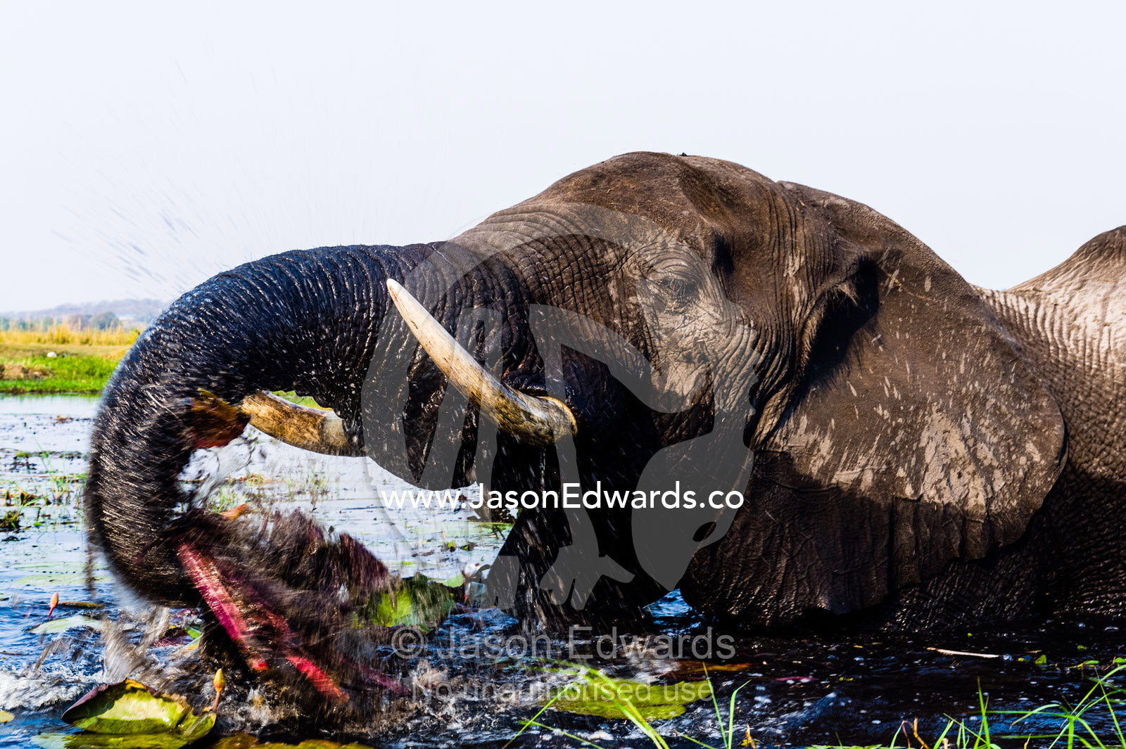 African Elephants pull up water plants to eat using tusks and trunk. Chobe River, Chobe National Park, Botswana.