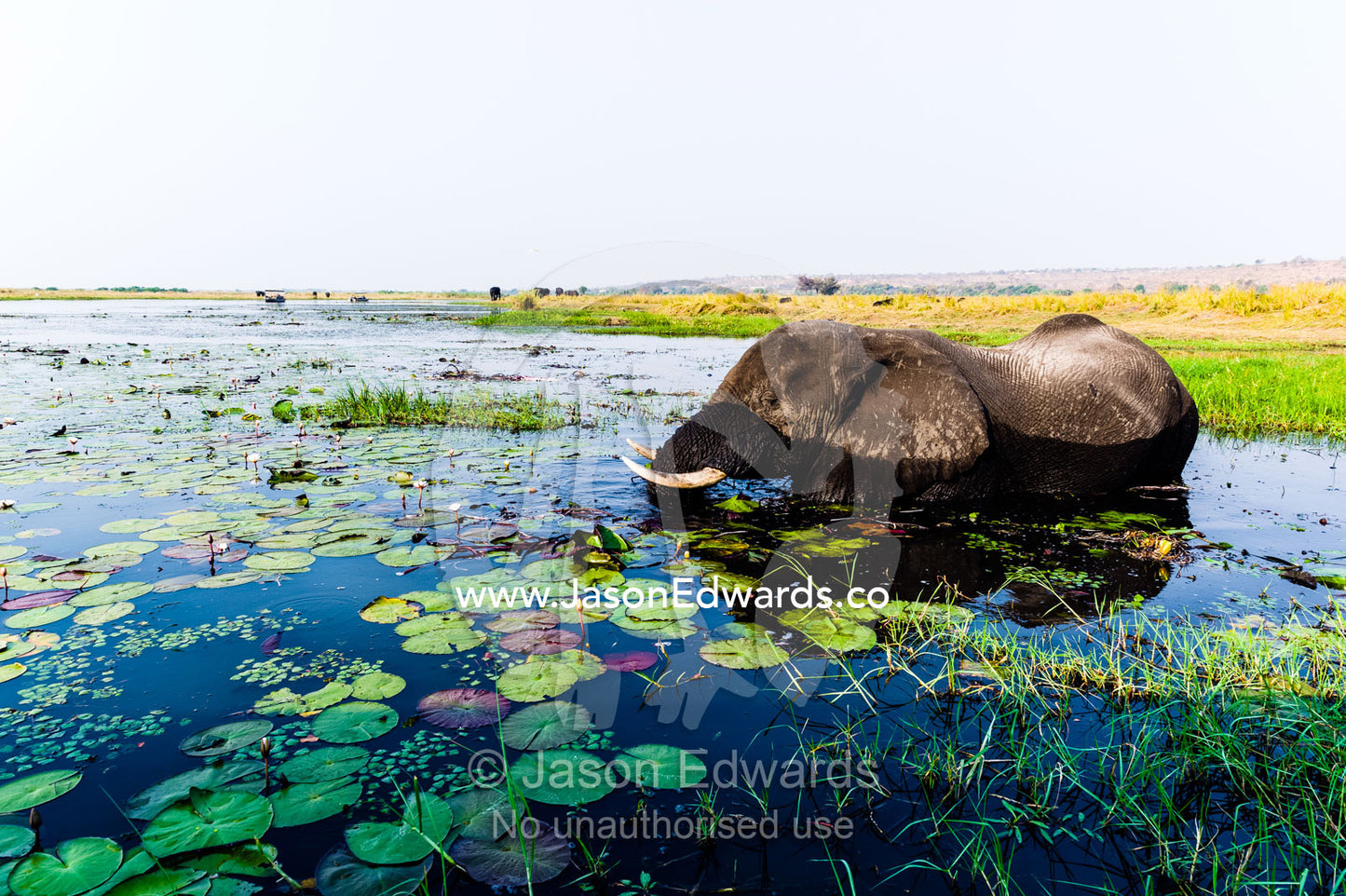 An African Elephant feeding on water plants in a flooded wetland. Chobe River, Chobe National Park, Botswana.