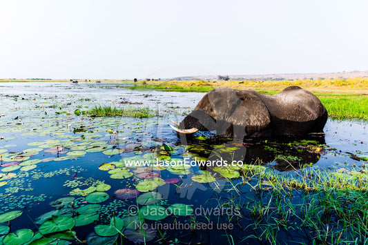 An African Elephant feeding on water plants in a flooded wetland. Chobe River, Chobe National Park, Botswana.