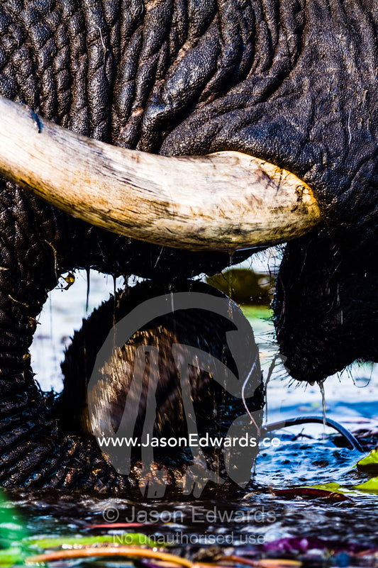African Elephants pull up water plants to eat using tusks and trunk. Chobe River, Chobe National Park, Botswana.