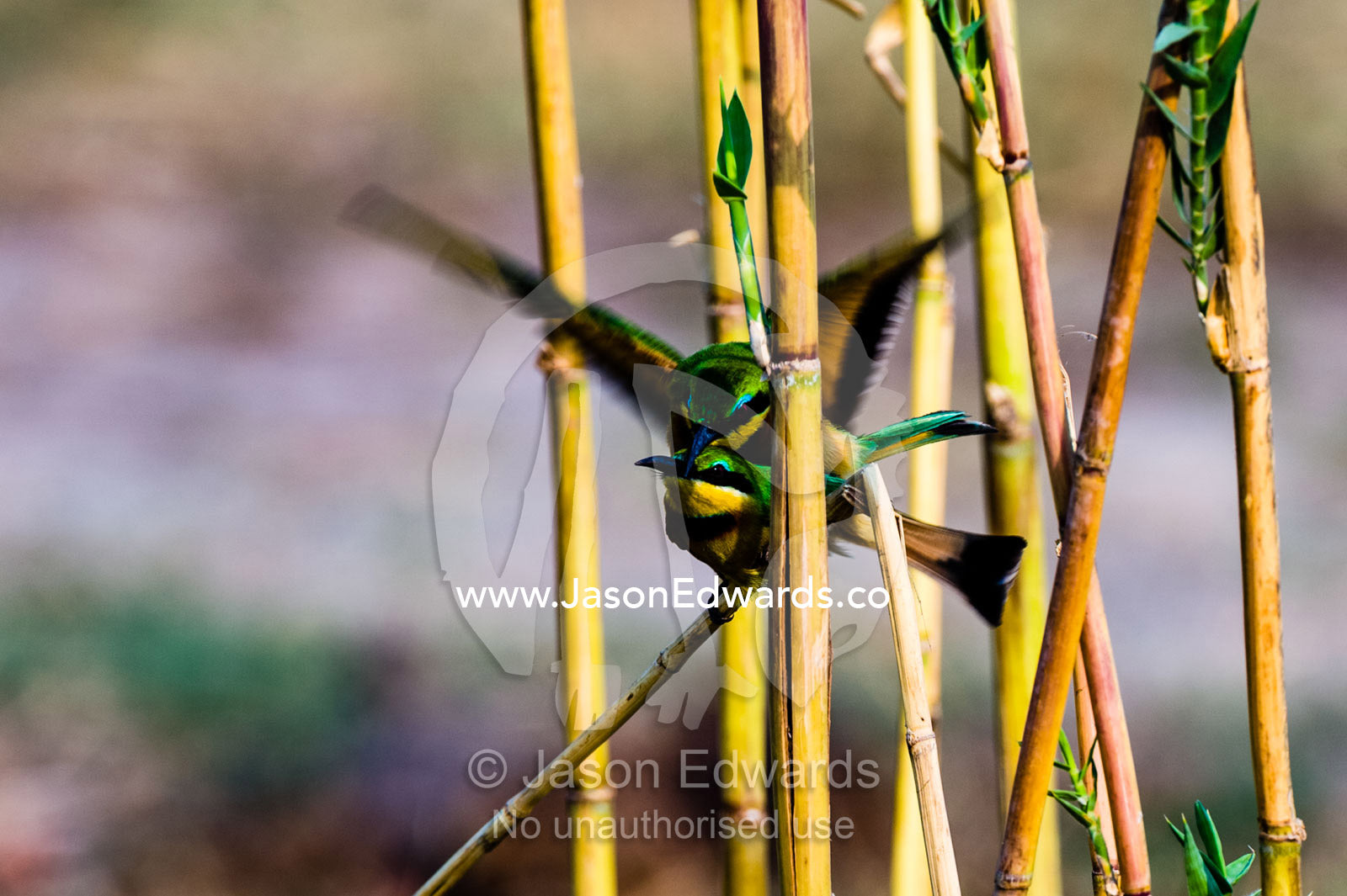 A pair of Little Bee-eaters mating in a reed bed in a wetland. Chobe River, Chobe National Park, Botswana.