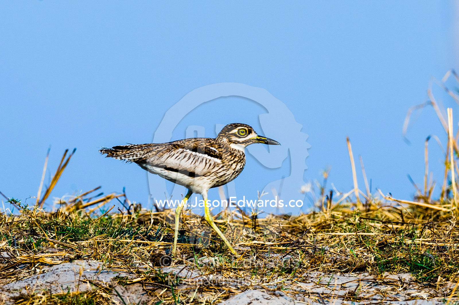 A Water Dikkop wading along the shore of a dry season wetland island. Chobe River, Chobe National Park, Botswana.